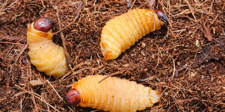 May-beetles at their larva stage