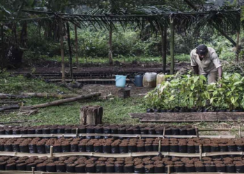 Mozambique : le Fonds africain de développement approuve un financement de 20 millions de dollars pour un projet d’amélioration de l’environnement des affaires et des investissements dans l’agriculture intelligente
