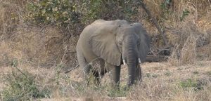 Un éléphant dans un champ : image Minfof