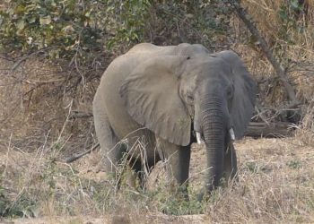 Un éléphant dans un champ : image Minfof