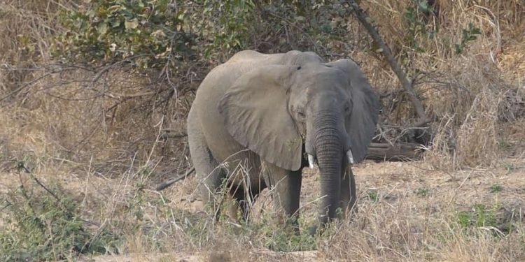 Un éléphant dans un champ : image Minfof