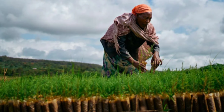 Éthiopie : le Fonds africain de développement fait un don de 46 millions de dollars pour améliorer l’accès à l’eau et à l’assainissement des communautés pastorales du Borana