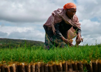 Ethiopia: African Development Fund grants $46 million to improve access to water and sanitation for pastoral communities in the Borana region