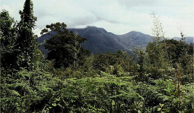 Joint AFF-UN-REDD Action; Unlocking sustainable solutions for effective REDD+ Result Based finance in Africa