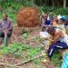 Inhabitants of Apouh village preventing Socapalm from carrying on with the replanting campaign on their land