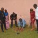 Symbolic planting of the tree by CAMASEJ Yaounde