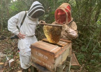 Conservation Justice in Gabon: Preserving Bees to Save Forests and Local Communities