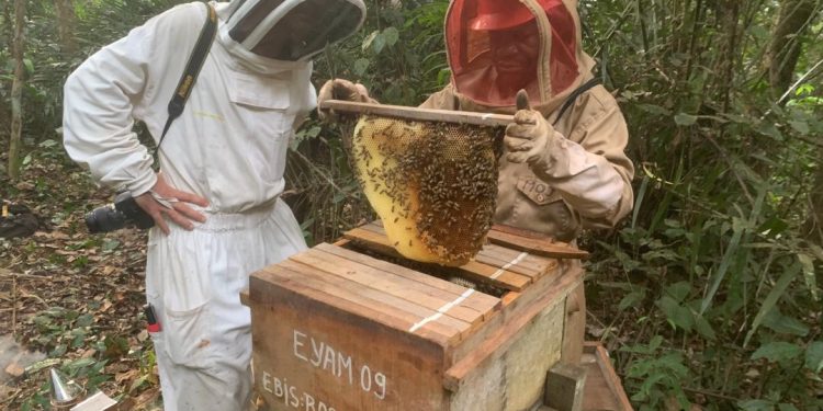 Conservation Justice in Gabon: Preserving Bees to Save Forests and Local Communities