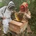 Conservation Justice in Gabon: Preserving Bees to Save Forests and Local Communities