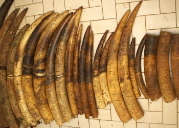 IVORY TRAFFICKING: Historic Trial Opens in Libreville