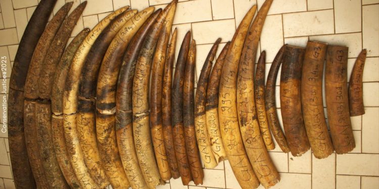 IVORY TRAFFICKING: Historic Trial Opens in Libreville