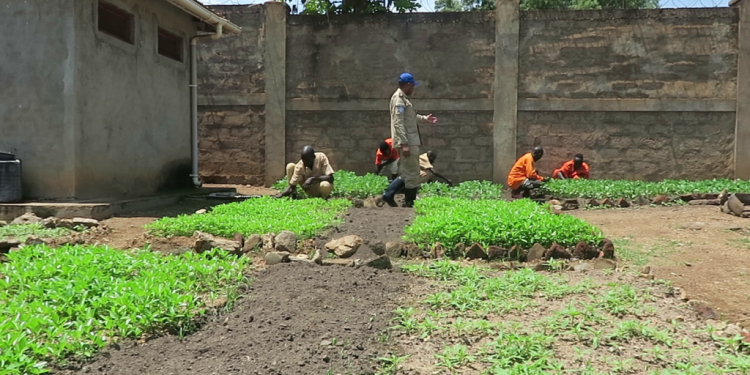 UNMISS-supported gardening program improves the health of inmates at Torit prison