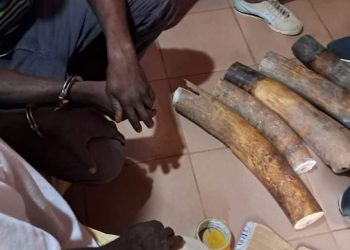 GABON: Three Ivory Traffickers Arrested in Makokou with 25.7 kg of Contraband