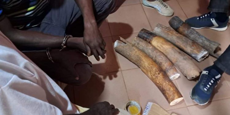 GABON: Three Ivory Traffickers Arrested in Makokou with 25.7 kg of Contraband