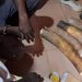 GABON: Three Ivory Traffickers Arrested in Makokou with 25.7 kg of Contraband