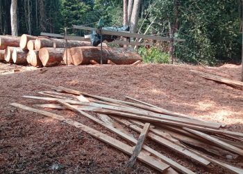 GABON: senior official implicated in illegal logging in Ogooué et Lacs