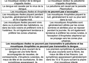 Dengue ou paludisme ? Comment distinguer les maladies transmises par les moustiques