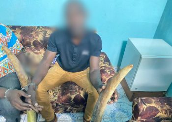 GABON: two ivory traffickers arrested in Mitzic