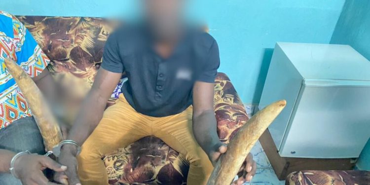 GABON: two ivory traffickers arrested in Mitzic