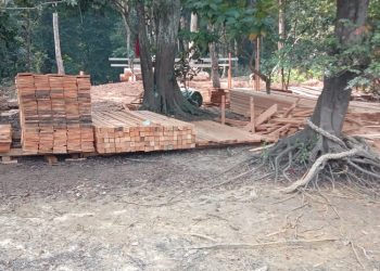 Illegal Logging in Gabon: a special council member fined and given suspended sentence