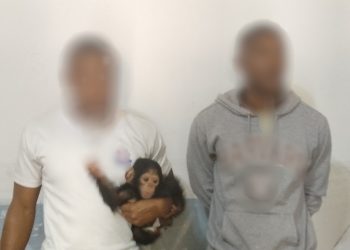 Two Gabonese Nationals Arrested for Attempted Sale of Baby Chimpanzee in Port-Gentil