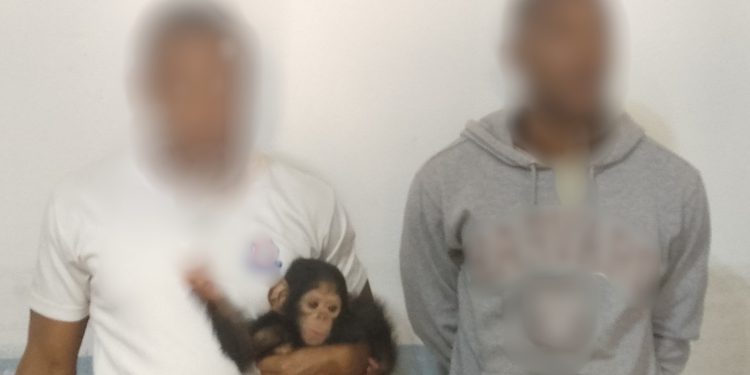 Two Gabonese Nationals Arrested for Attempted Sale of Baby Chimpanzee in Port-Gentil