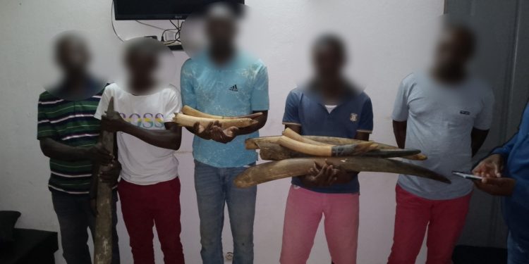 GABON: dismantling of a network of 5 suspected ivory traffickers in Kango