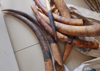Lambaréné: Two Suspected Ivory Traffickers Arrested with Seven Ivory Tips 