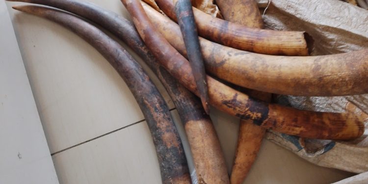 Lambaréné: Two Suspected Ivory Traffickers Arrested with Seven Ivory Tips 