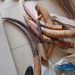 Lambaréné: Two Suspected Ivory Traffickers Arrested with Seven Ivory Tips