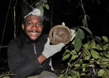 Nigerian Researcher Receives Prestigious International Award for Groundbreaking Pangolin Conservation Efforts