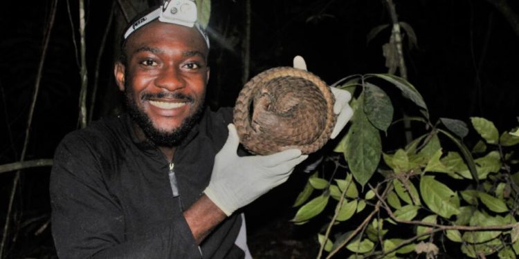 Nigerian Researcher Receives Prestigious International Award for Groundbreaking Pangolin Conservation Efforts