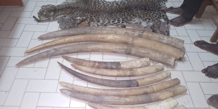 Trafficking in protected species: four traffickers arrested in Lambaréné, Gabon