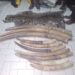 Trafficking in protected species: four traffickers arrested in Lambaréné, Gabon