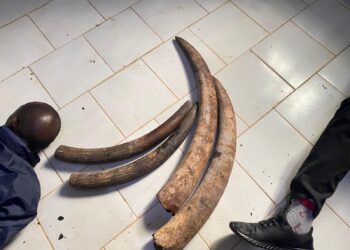 GABON: two people arrested with four ivory points in Makokou