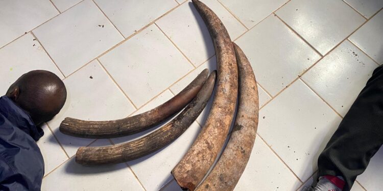 GABON: two people arrested with four ivory points in Makokou