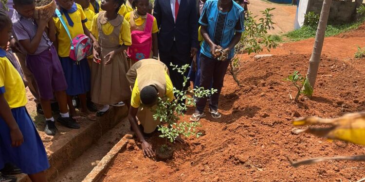 Protection des forêts: les enfants mis à contribution
