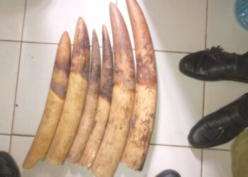 Gabon : three people arrested with six ivory spikes in Oyem