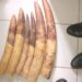 Gabon : three people arrested with six ivory spikes in Oyem