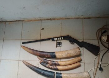 GABON : Three Poachers Caught Red-Handed in Kango, Western Gabon