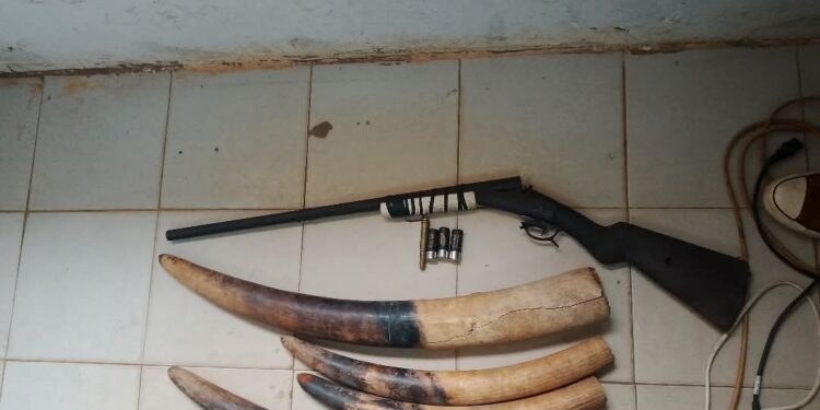 GABON : Three Poachers Caught Red-Handed in Kango, Western Gabon