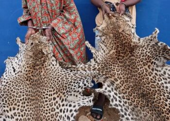 34 traffickers arrested across 5 African countries