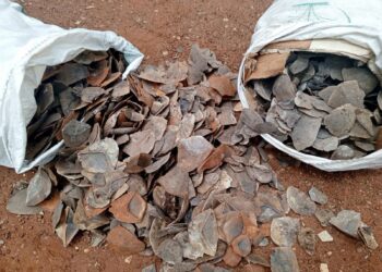 Two people to appear in court for giant pangolin scales trafficking