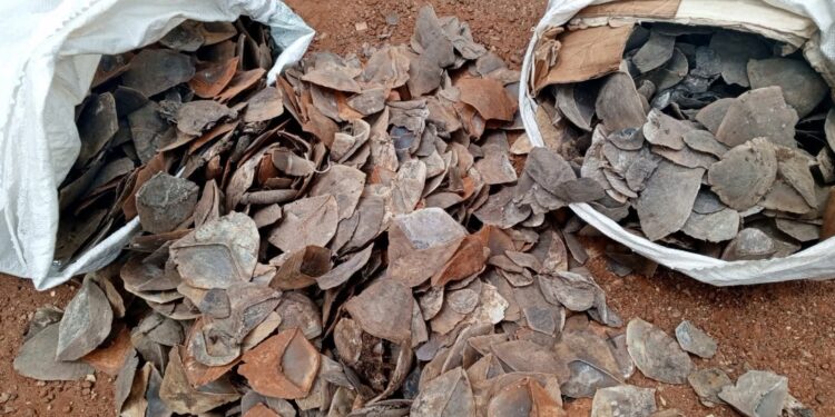Two people to appear in court for giant pangolin scales trafficking