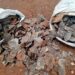 Two people to appear in court for giant pangolin scales trafficking