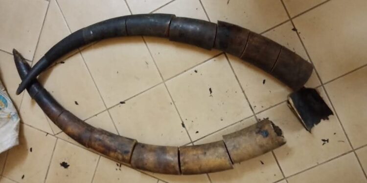Franceville: Three Ivory Traffickers Arrested with 17 Elephant Tusk Pieces