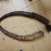 Franceville: Three Ivory Traffickers Arrested with 17 Elephant Tusk Pieces