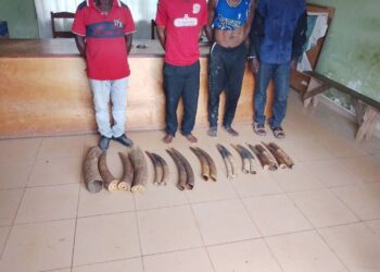 Gabon : Four Ivory Traffickers Arrested with 14 Elephant Tusks in Makokou