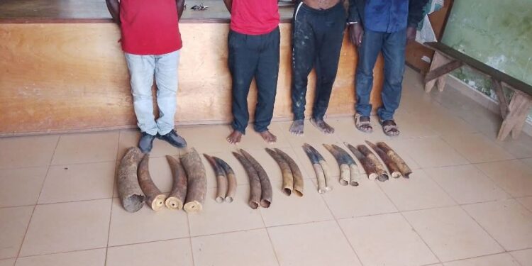 Gabon : Four Ivory Traffickers Arrested with 14 Elephant Tusks in Makokou