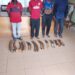 Gabon : Four Ivory Traffickers Arrested with 14 Elephant Tusks in Makokou